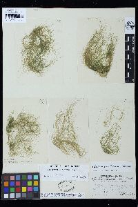 Chaetomorpha brachygona image