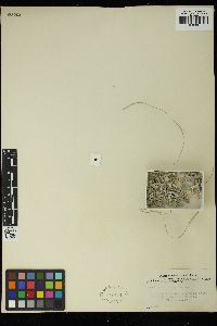 Amphiroa crassa image
