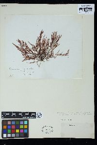 Brongniartella byssoides image