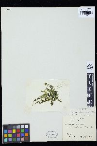 Caulerpa racemosa var. turbinata image