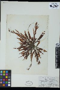 Myriactula rivulariae image