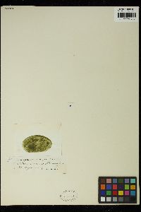 Chlorella miniata image