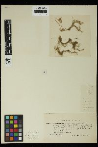 Spirogyra neglecta image