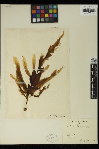 Dictyopteris latiuscula image