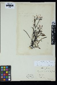 Sargassum okamurae image