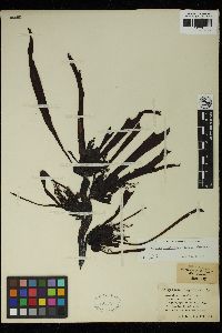 Anthophycus longifolius image