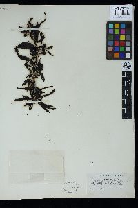 Sargassum robustum image