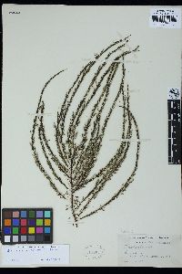 Encyothalia cliftonii image