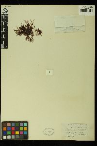 Polyzonia elegans image