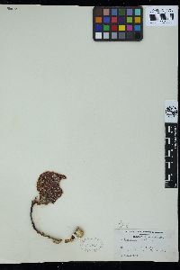 Codiophyllum natalense image