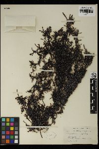 Sargassum fallax image