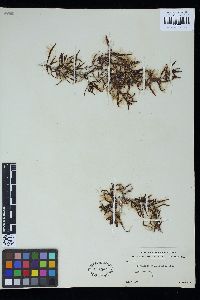 Sargassum pteropleuron image