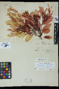 Congregatocarpus kurilensis image