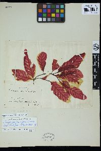 Congregatocarpus kurilensis image