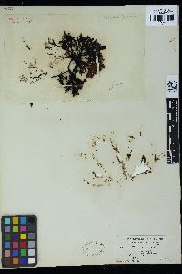 Gigartina decipiens var. protea image