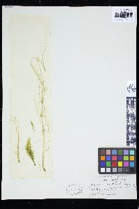 Stigeoclonium attenuatum image
