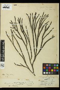 Codium fragile subsp. novae-zelandiae image