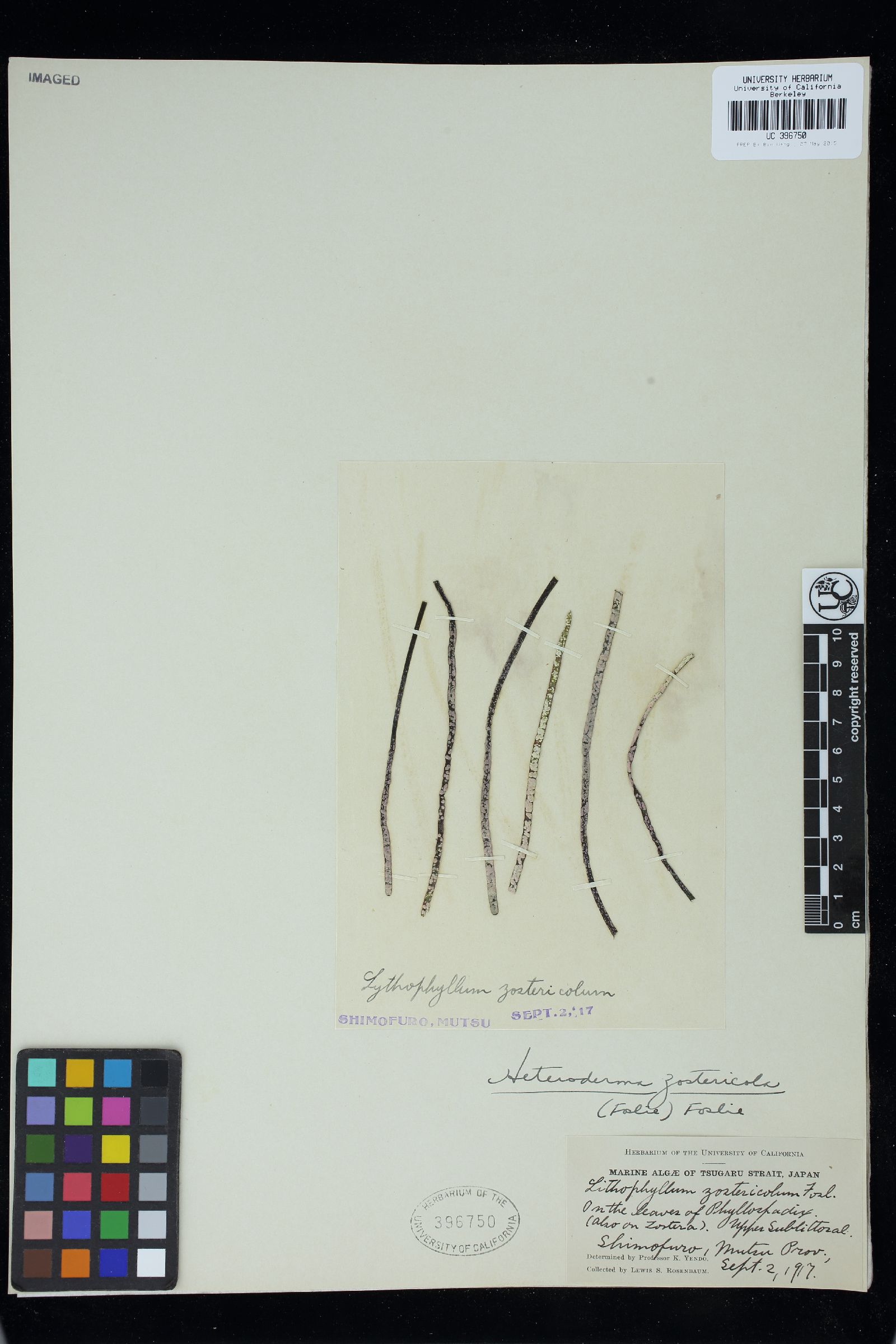 Pneophyllum zostericola image