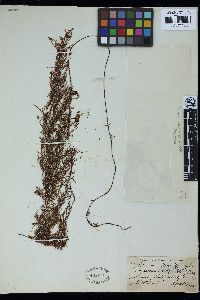 Sargassum angustifolium image