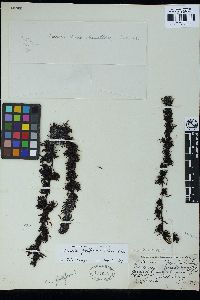 Sargassum fusiforme image