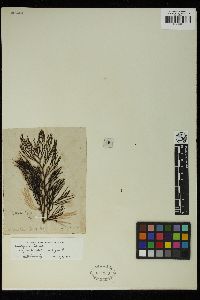 Cystophora grevillei image