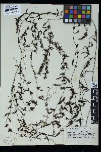 Sargassum hemiphyllum image