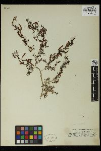 Sargassum parvifolium image