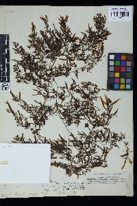 Sargassum tenerrimum image