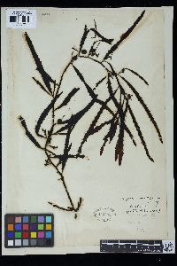 Sargassum serratifolium image