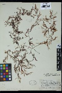 Sargassum carpophyllum image