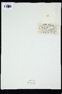 Prasiola fluviatilis image