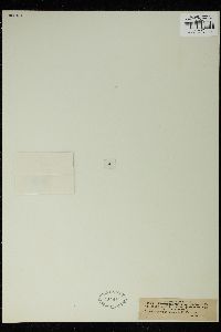 Tetmemorus granulatus image