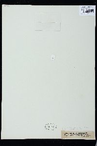Euastrum verrucosum image