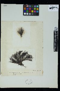 Polysiphonia opaca image