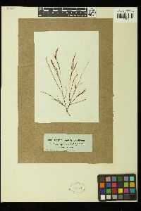 Hypnea spicifera image