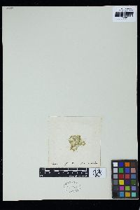 Oedogonium affine image