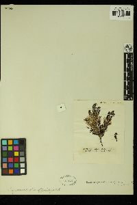 Callophycus oppositifolius image