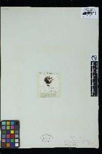 Boergeseniella fruticulosa image
