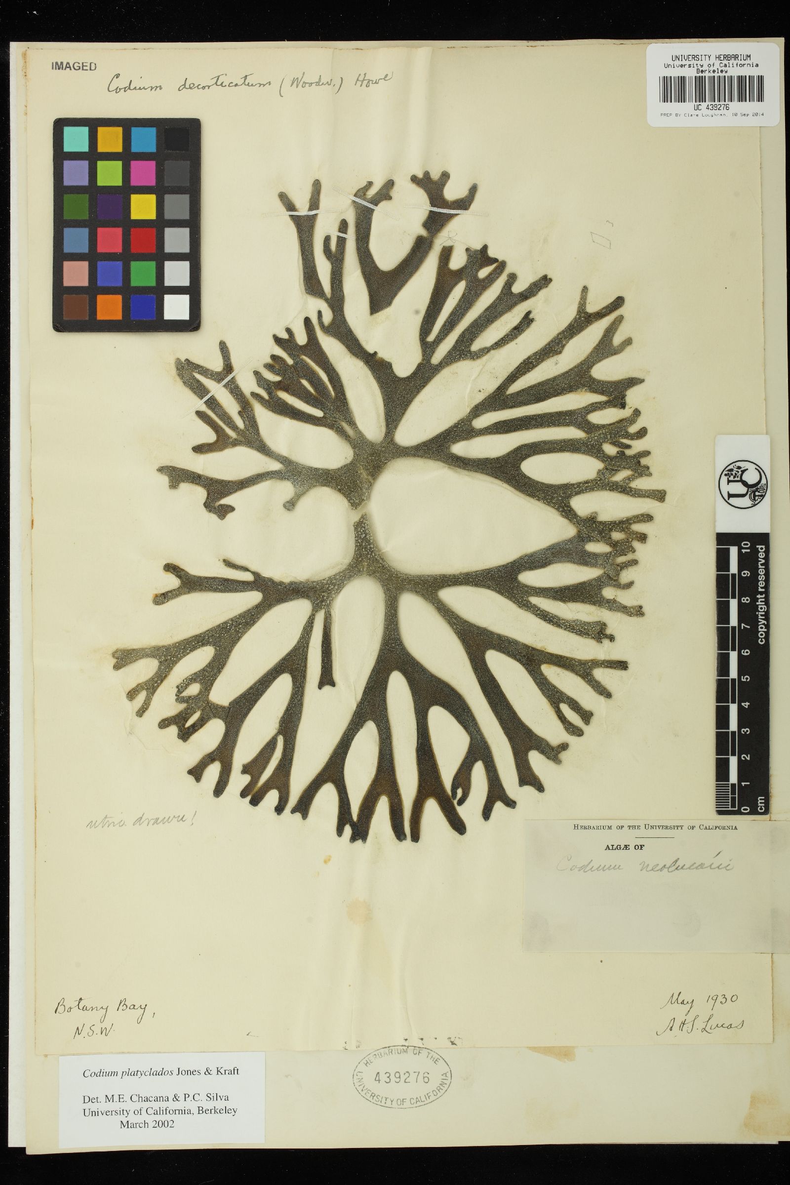 Codium platyclados image