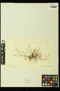 Hypnea musciformis image
