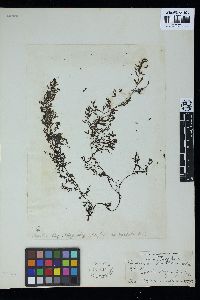 Sargassum mcclurei image