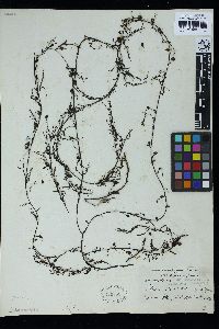 Sargassum serratifolium image