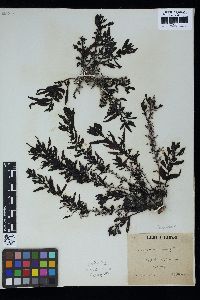 Sargassum salicifolium image