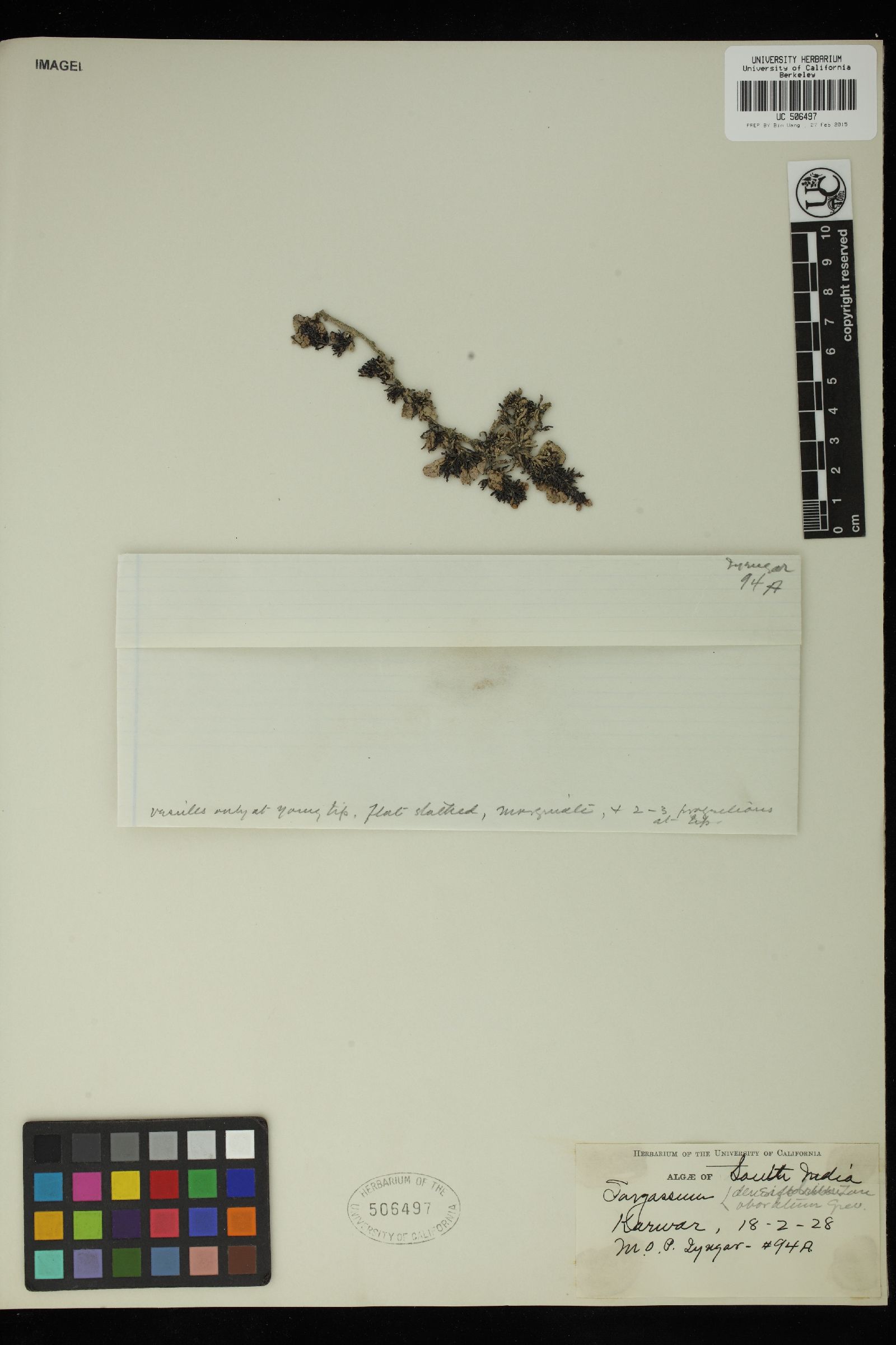 Sargassum densifolium image