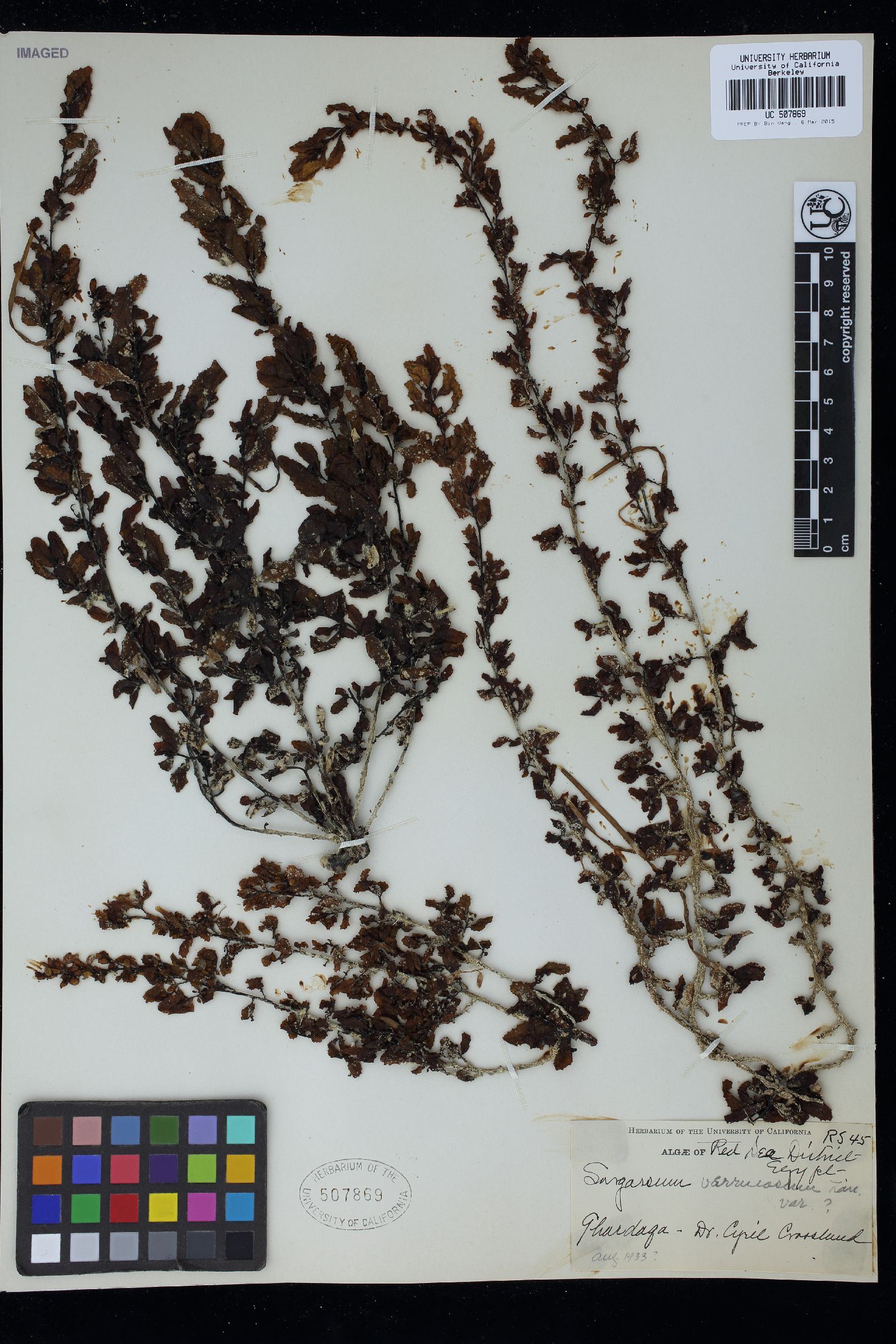 Sargassum verrucosum image