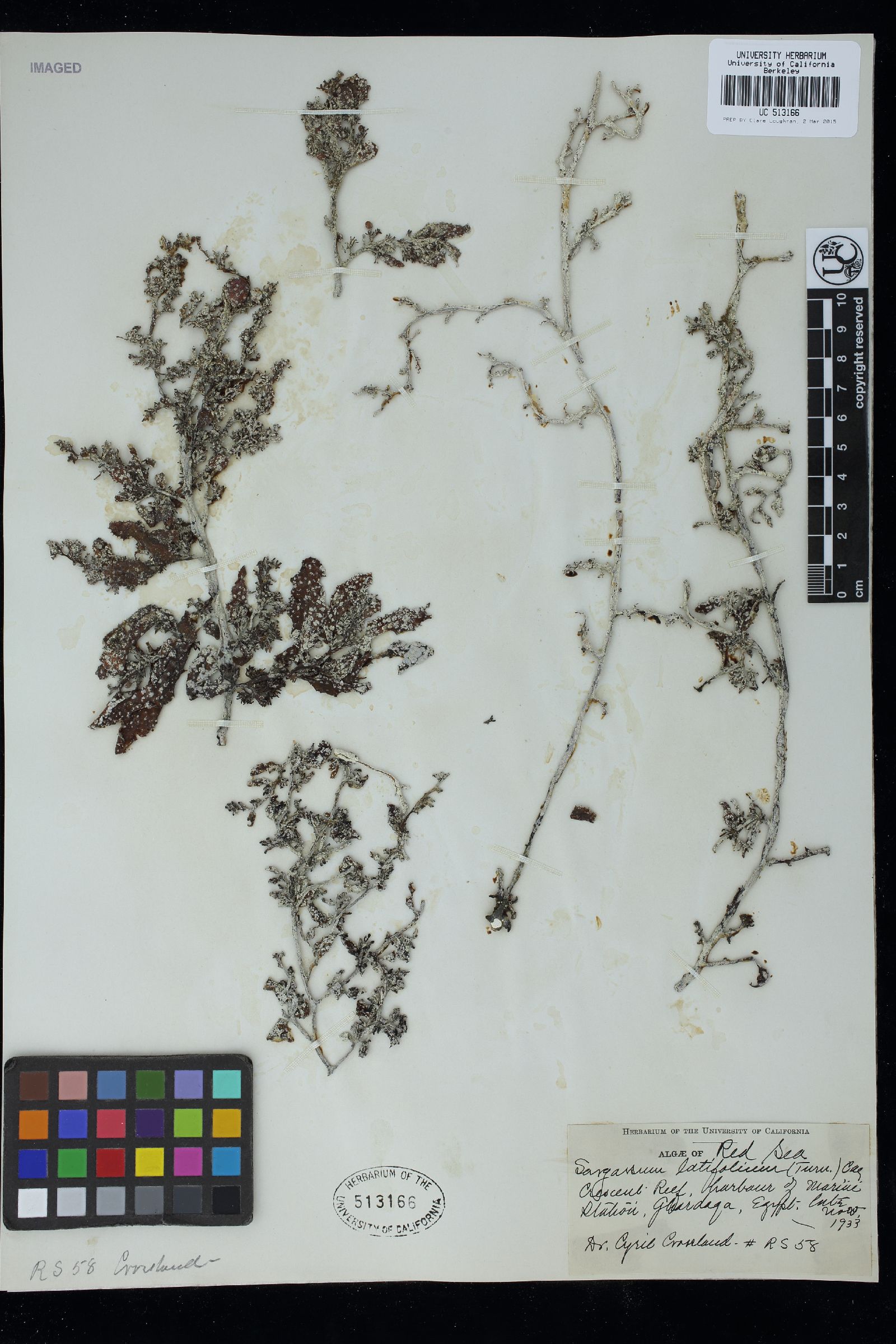 Sargassum latifolium image