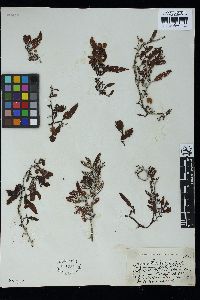 Sargassum latifolium image