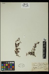Sargassum boveanum image