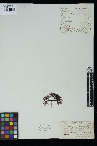Ahnfeltiopsis glomerata image