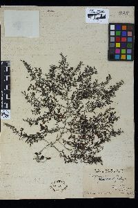 Sargassum glaucescens image